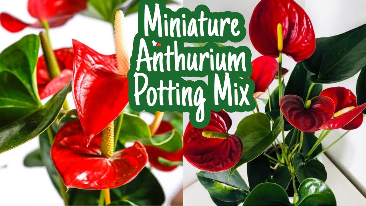 ആന്തൂറിയം നടുന്ന ശരിയായ രീതി || MINIATURE ANTHURIUM POTTING MIXTURE
