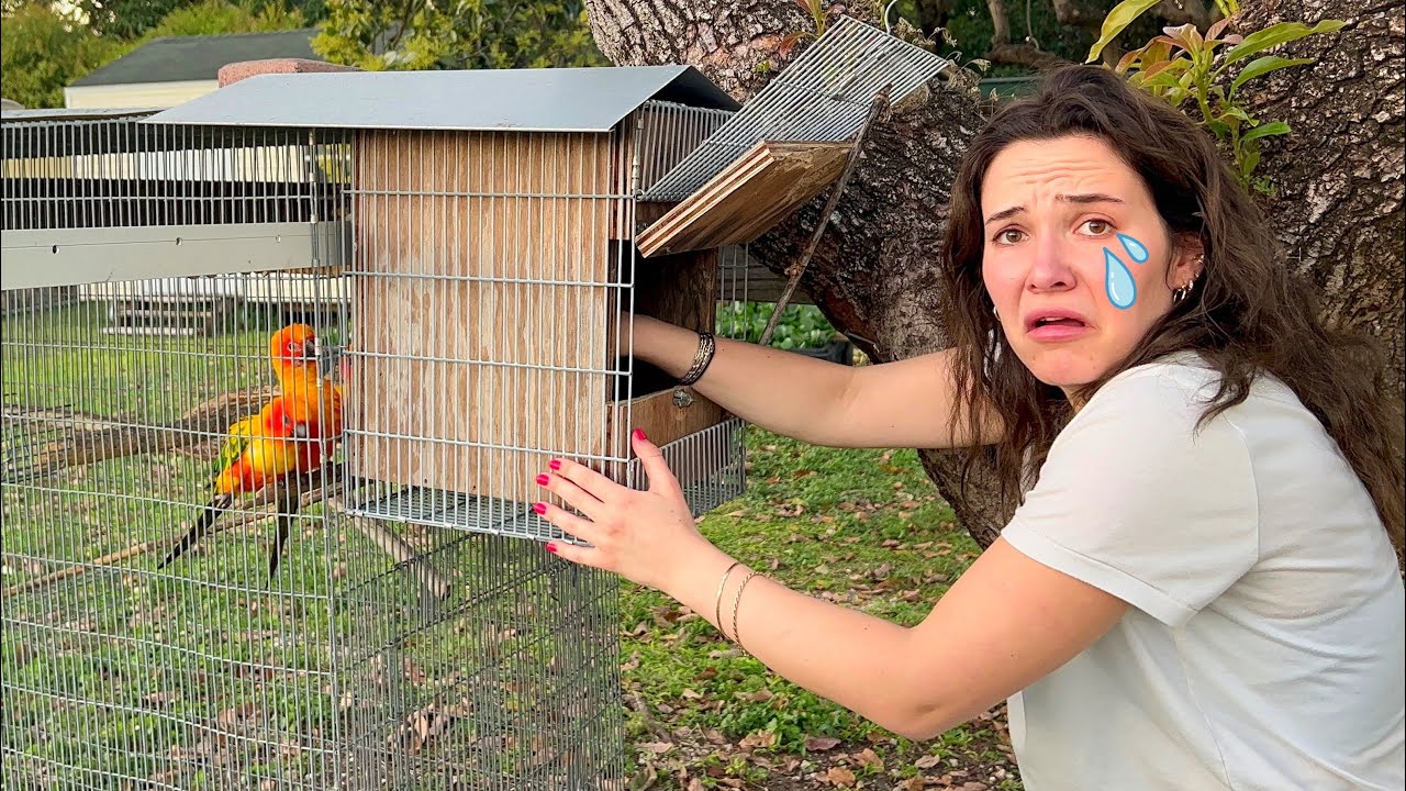 TRAGEDY WHILE SEARCHING FOR BABY BIRD EGGS! I CAN'T BELIEVE THIS...