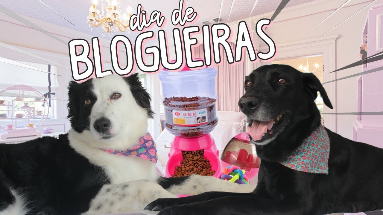 DIY, DICAS DE BANHO E BRINQUEDOS PARA PETS