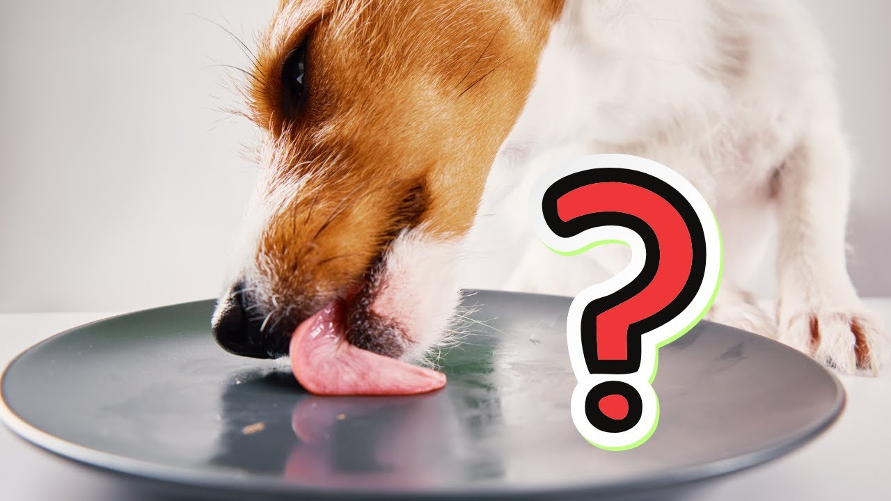 15 aliments humains qui sont en réalité bons pour votre chien
