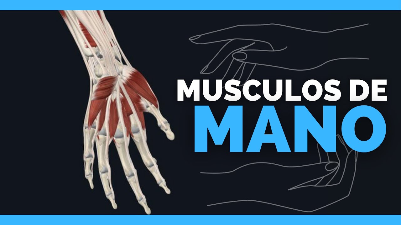 ✅MUSCULOS DE LA MANO | Extensores, transversos e interoseos | Anatomia en Enfermeria