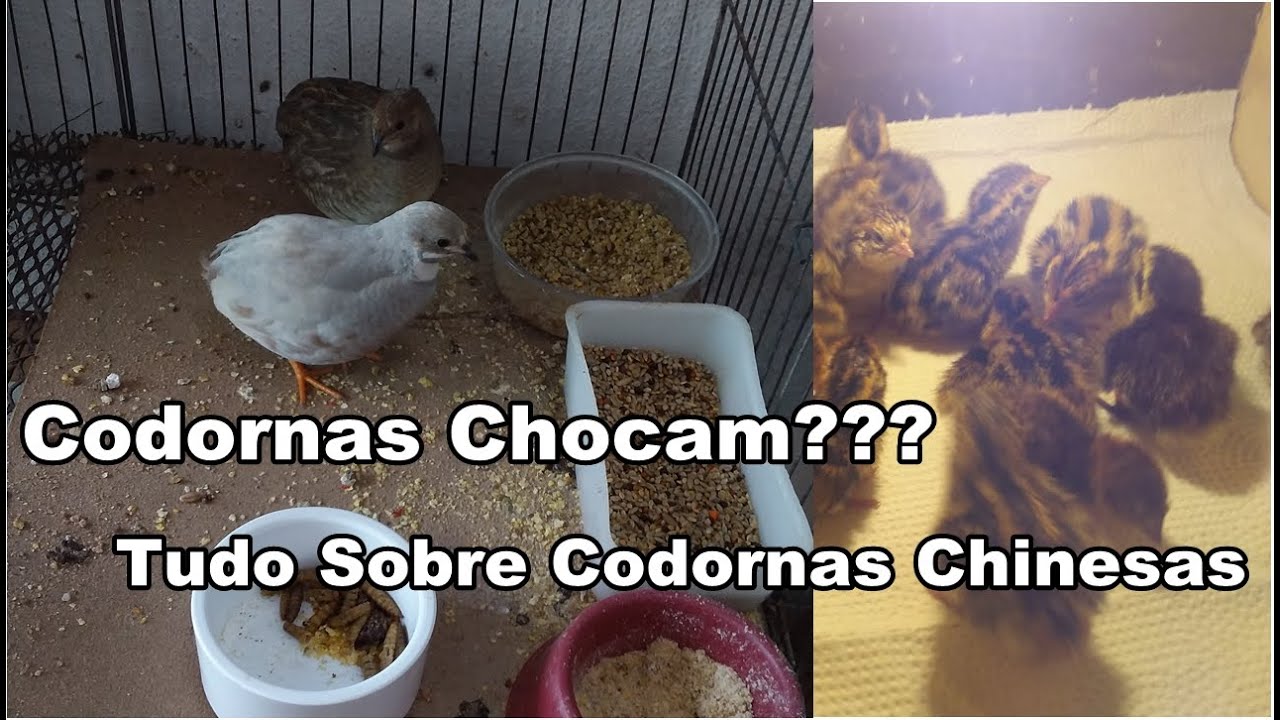 Codornas Chinesas Como Fazer Chocar? | Filhotes de Codornas Comuns