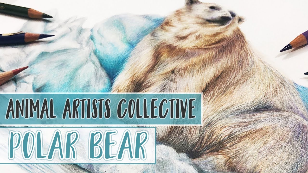 Animal Artists Collective | Drawing a POLAR BEAR with COLORED PENCIL