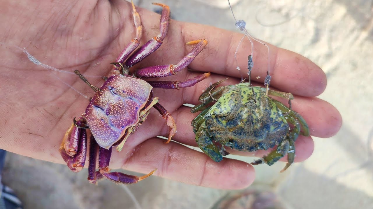 إليك عقدة تلاثية فعالة لتطعيم السلطعون 🦀 لستهداف الدوراد 👑 وباقي الأسماك
