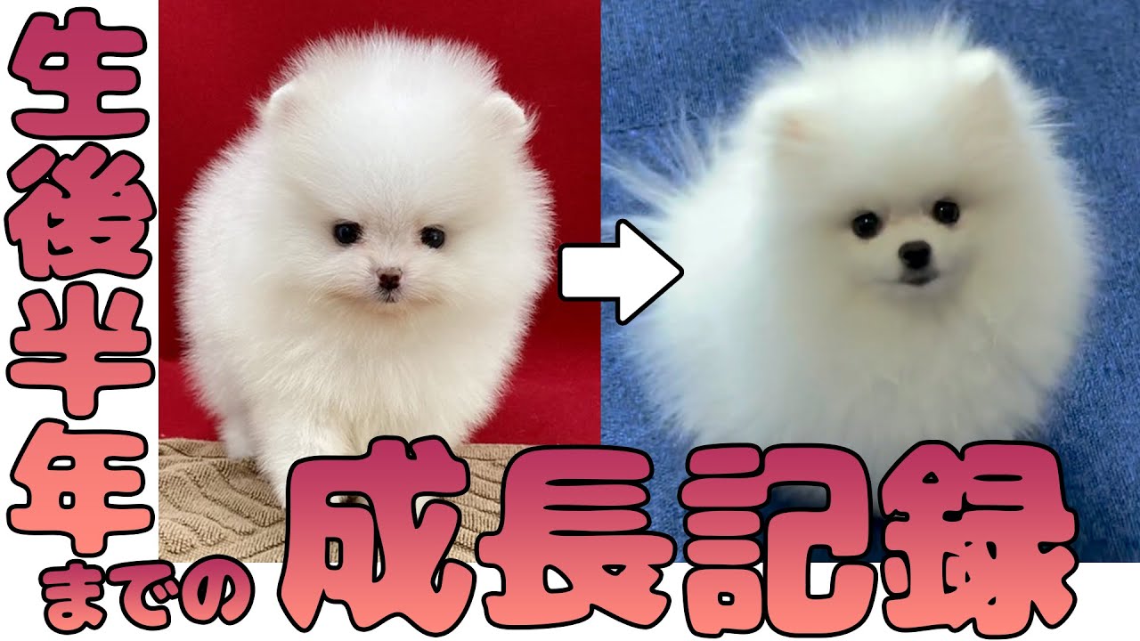 【成長記録まとめ】ポメラニアンの子犬が大きくなるまで【生後半年】