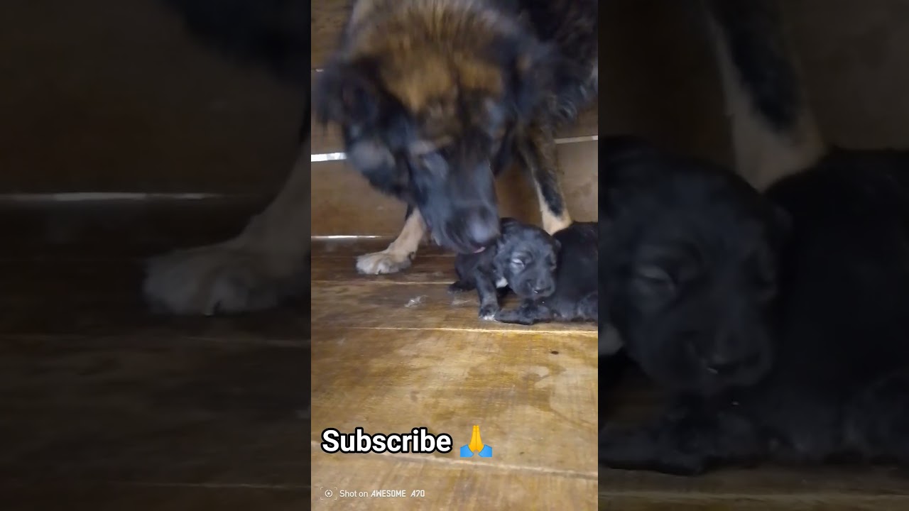 Inspection Time