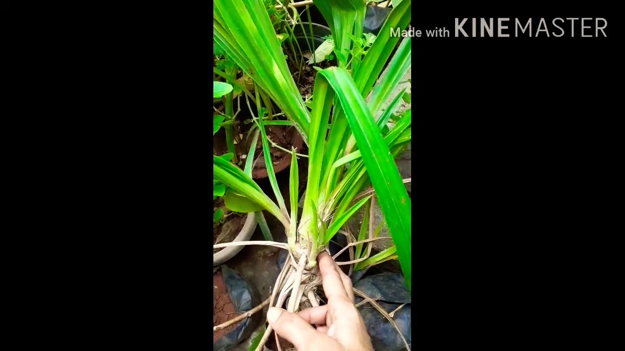 #Thazhampoo #Screwpinetree #MySweetHome #Mygardenplant#2020.05.06