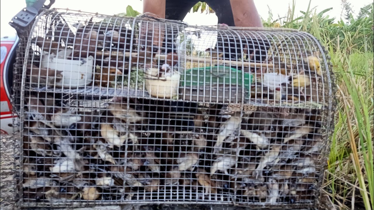 bẫy lưới úp thắng đậm chim sắc ô