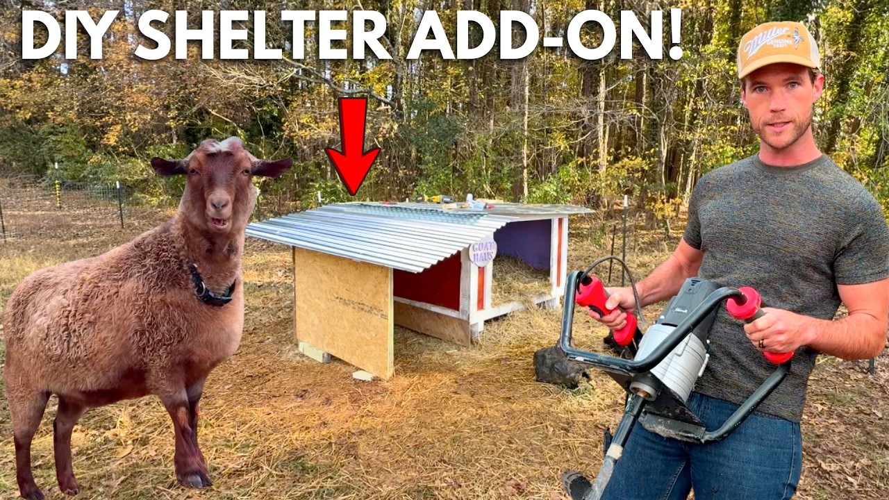 Building Our Pregnant Goat Her Own Shelter!