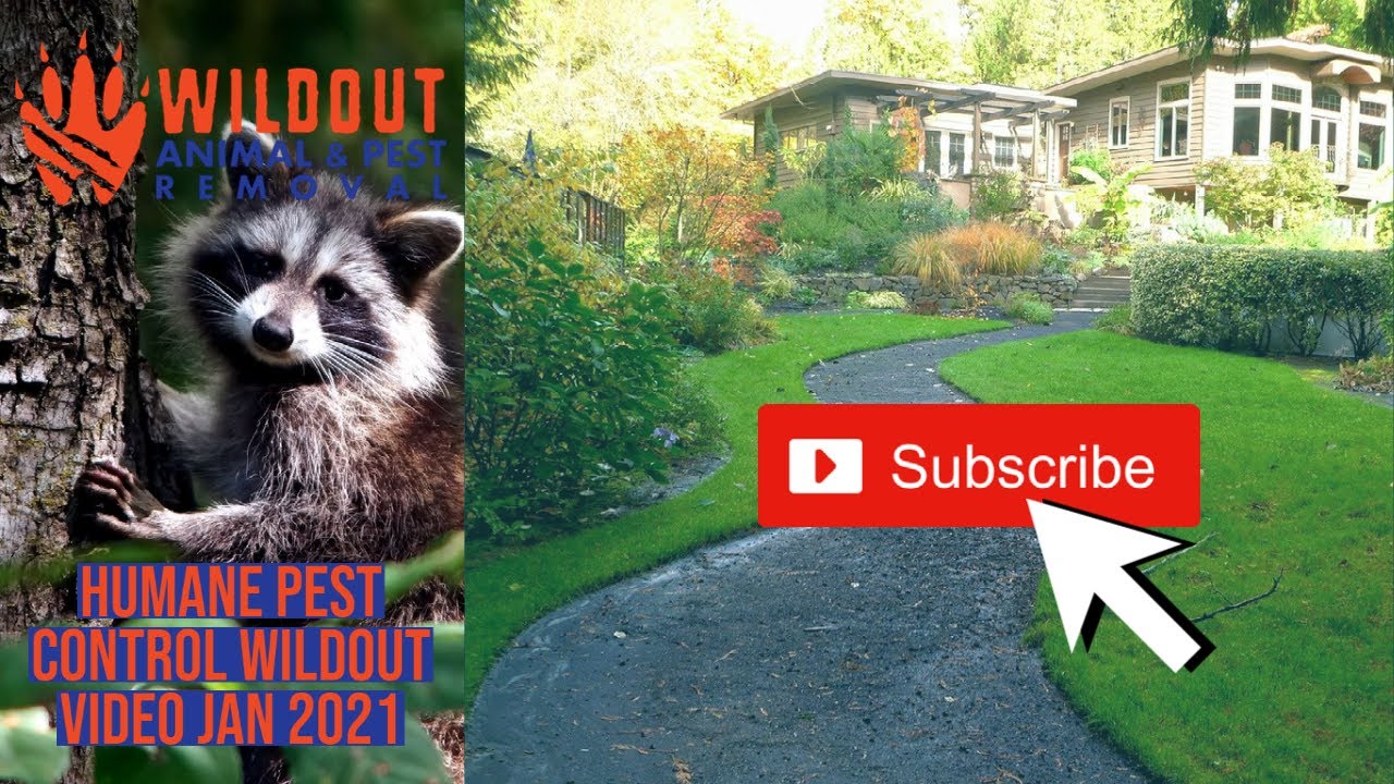 Humane Pest Control | Wildout Animal & Pest Removal