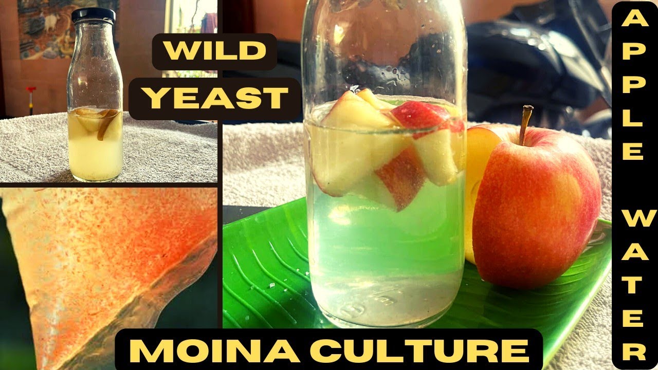 Moina Culture Using Apple Yeast Solution | Homemade Wild Yeast | Bubbles Aqua Coimbatore