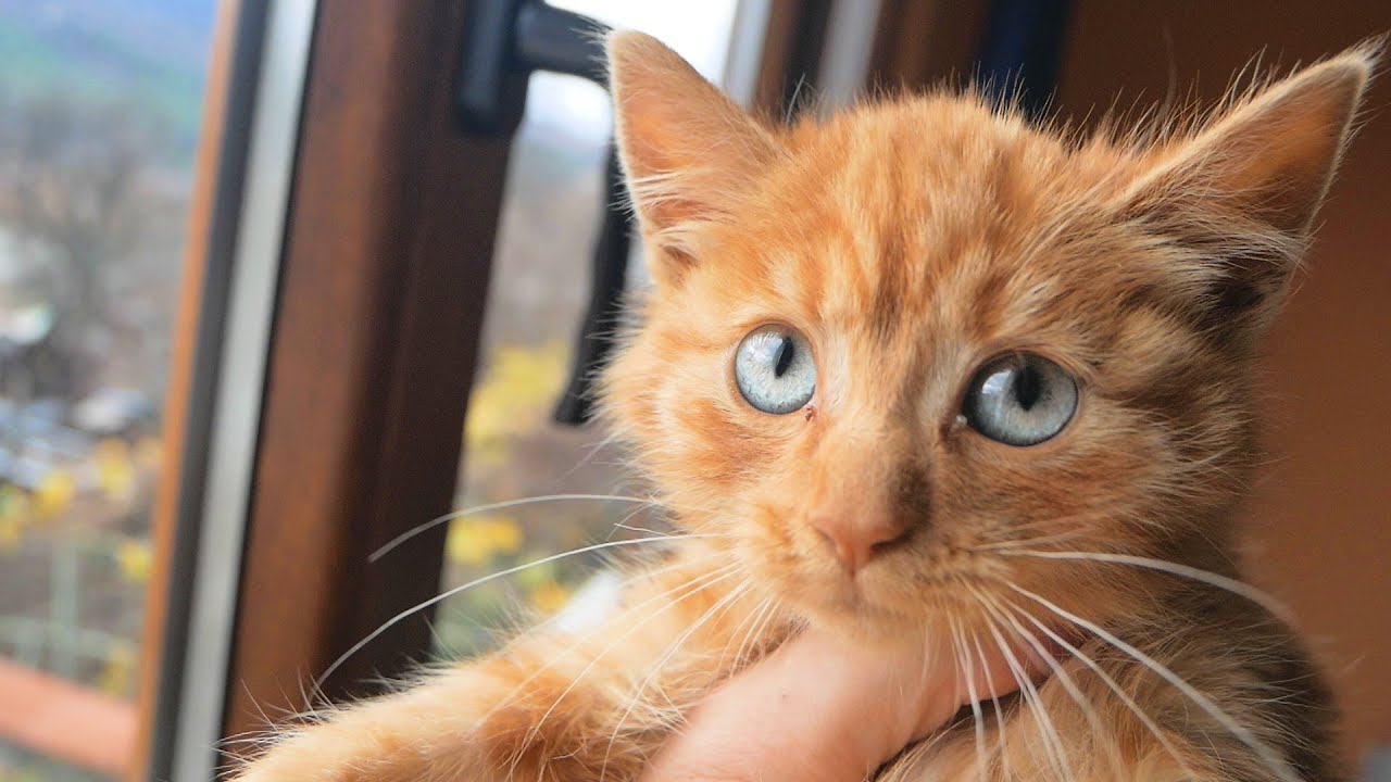 Abandoned Kitten Crying At The Trash Cans - End Of Story