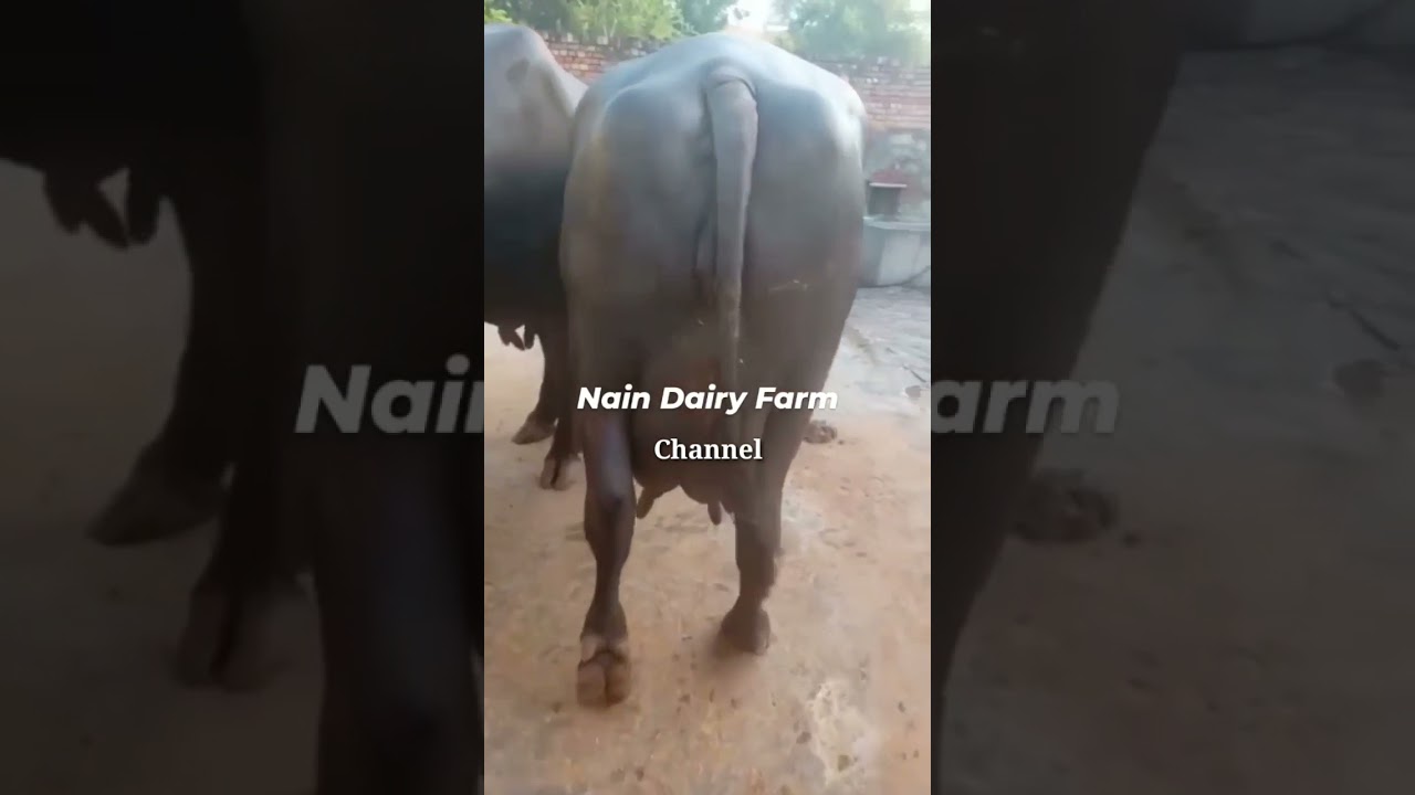 🏅🏅Biggest Udder 👌 Top Quality Murrah Buffalo 🔥👍