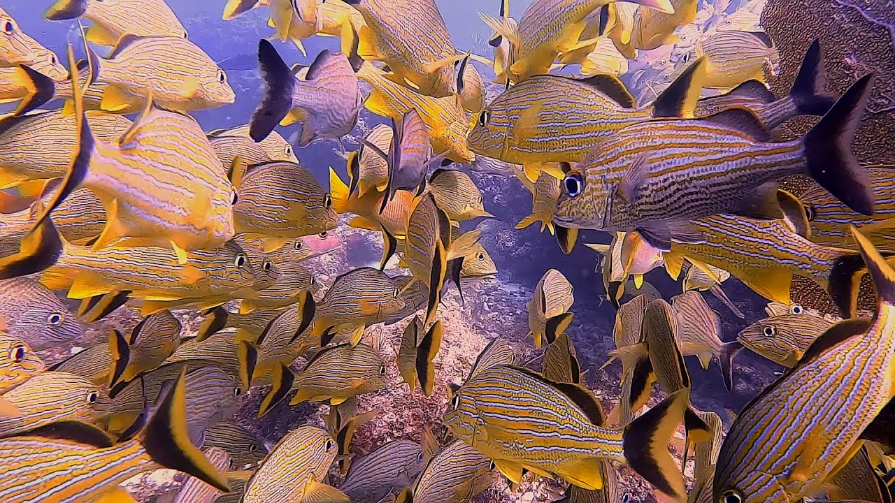 Snapper Ledge Key Largo Tour | Scuba Diving