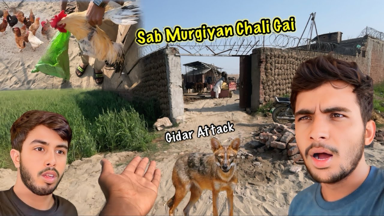 Sab Murgiyan Haveli Sa Chali Gai 😢| Zohaib Pendu | Saqlain Pendu 