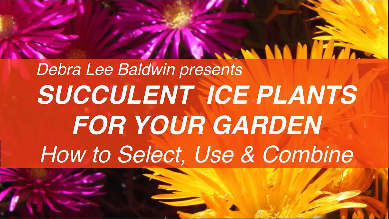 Easy-Care Colorful Succulent Ice Plants