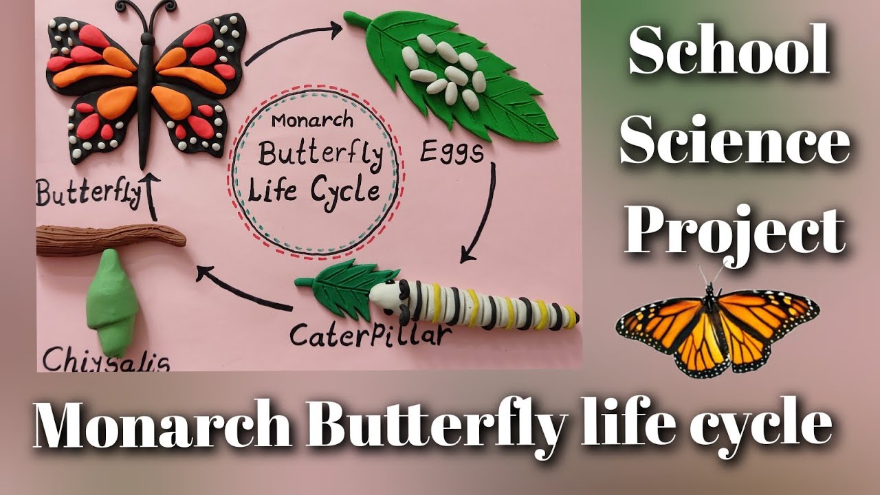 Butterfly life Cycle project || तितली का जीवन चक्र प्रोजेक्ट || 3d model