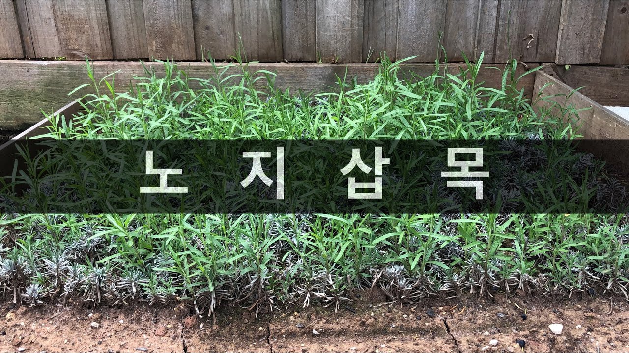 라벤더 가지치기 & 노지 삽목