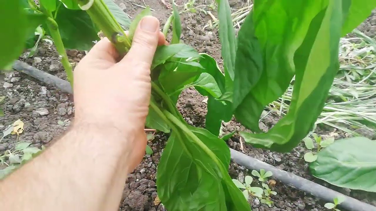 Махни първия цвят на пипера и удвои реколтата си – виж защо!