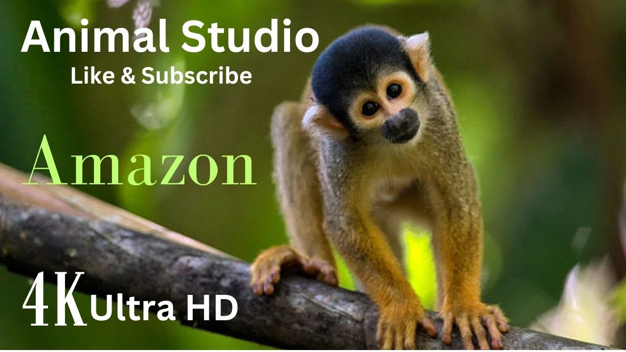 This Endangered Monkey in the World&rsquo;s Most Colorful Primates | Like & Subscribe Animal Studio.