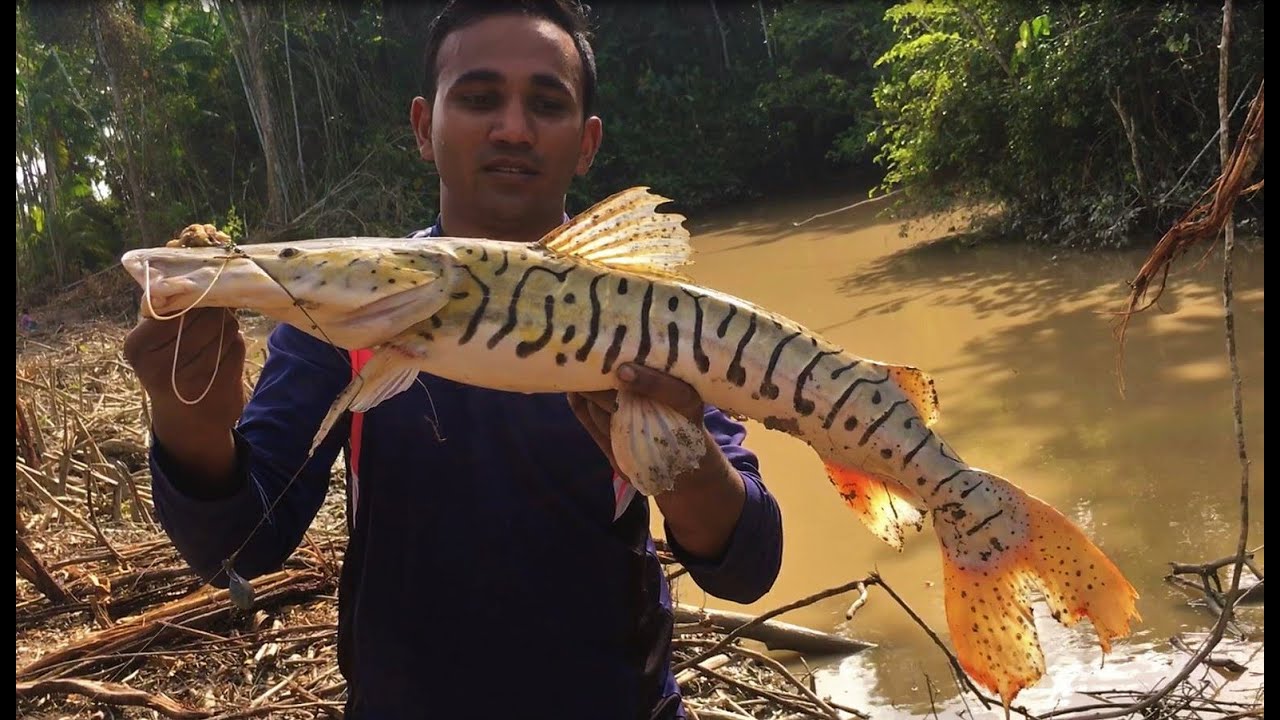 Creek Fishing for Tiger Shovelnose Catfish