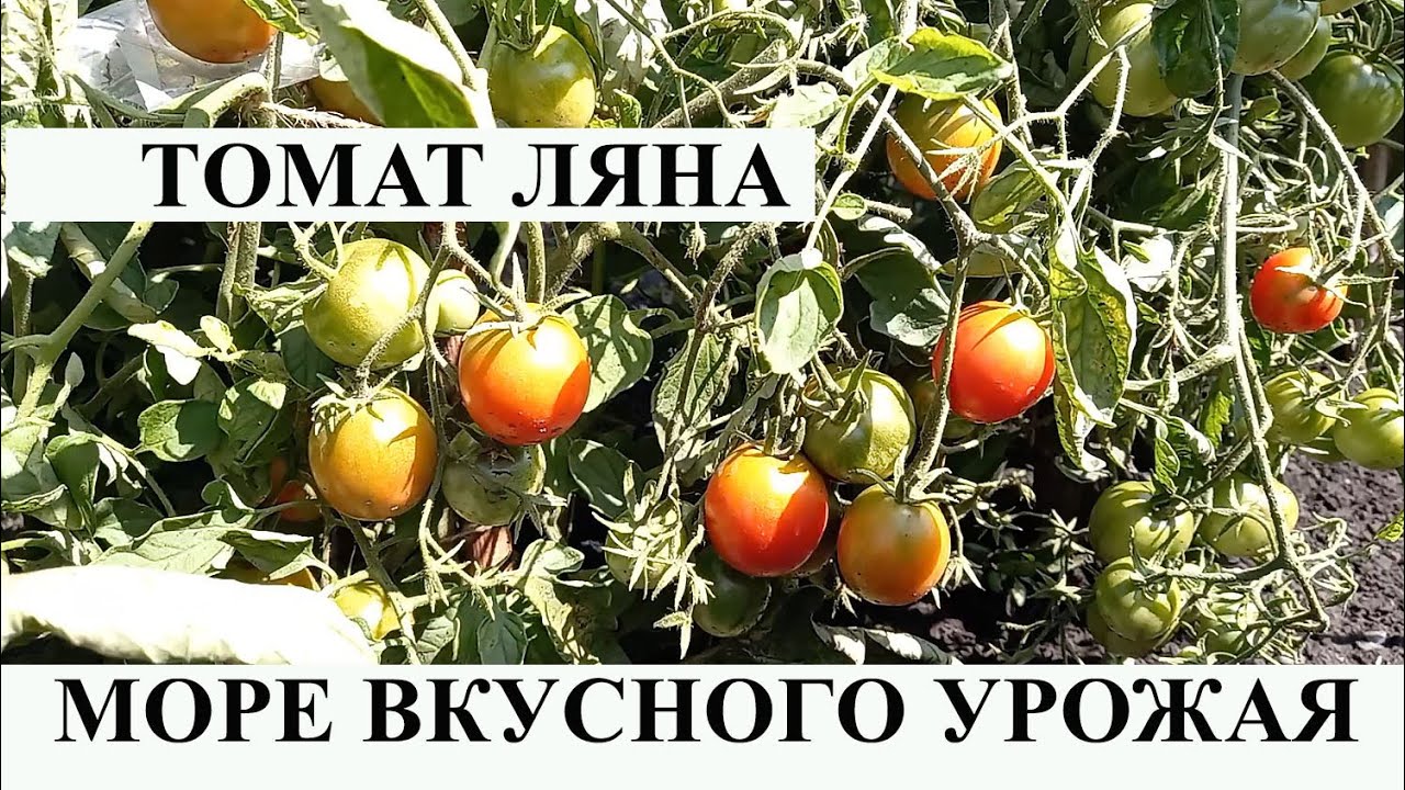 Томат Ляна, посадил и забыл, популярный сорт среди низкорослых, с отменным вкусом и большим урожаем