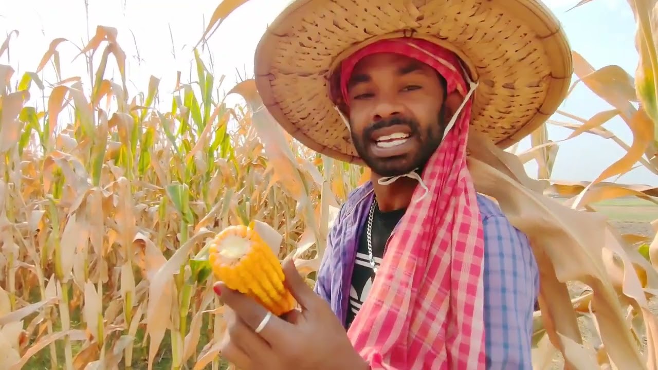 নাটোর জেলার ভুট্টা 🌱🌽 সেই সুন্দর ভুট্টা 🙂#কৃষক #md_monirul_islam