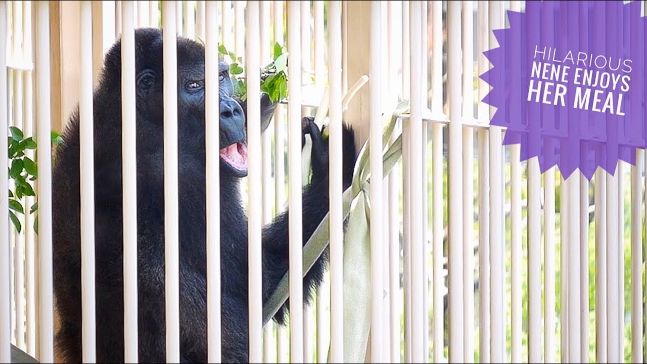 Elderly female Gorilla regains her strength | Nene | The Shabani’s Group