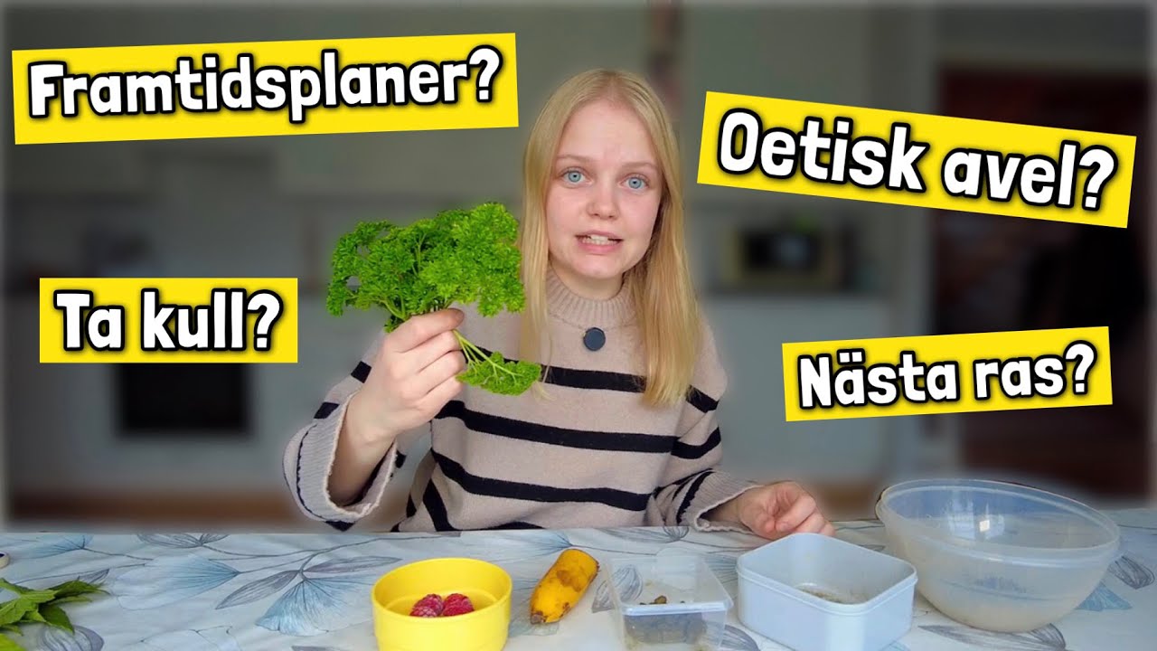 G&ouml;r eget kaningodis och svarar p&aring; era fr&aring;gor 