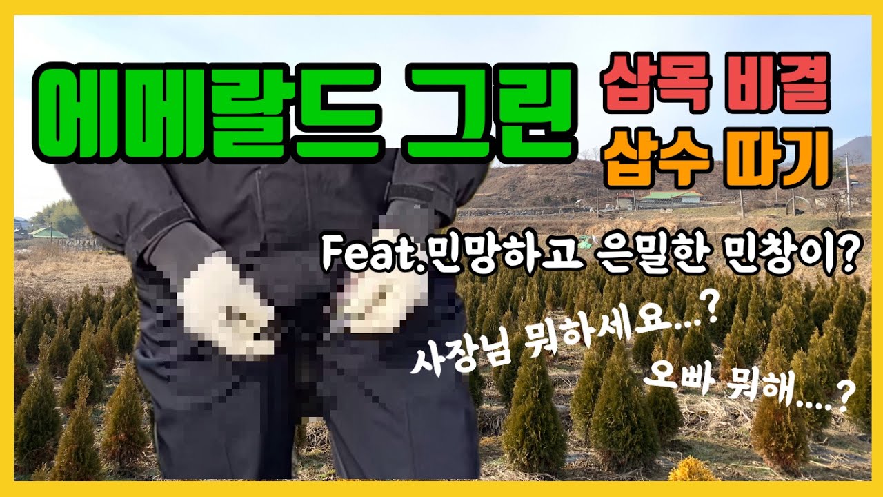 에메랄드그린 삽목비결, 삽수따기!!!