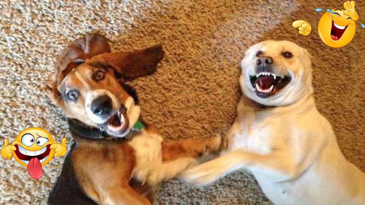 99.9% Will Lose It Watching These Dog Clips 😂 Funniest Dog Compilation 2026