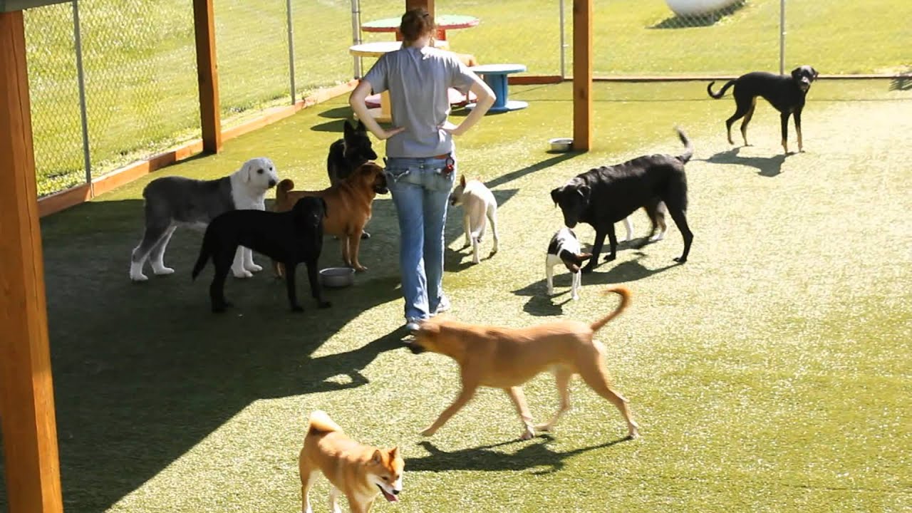 Doggies with Room to Play