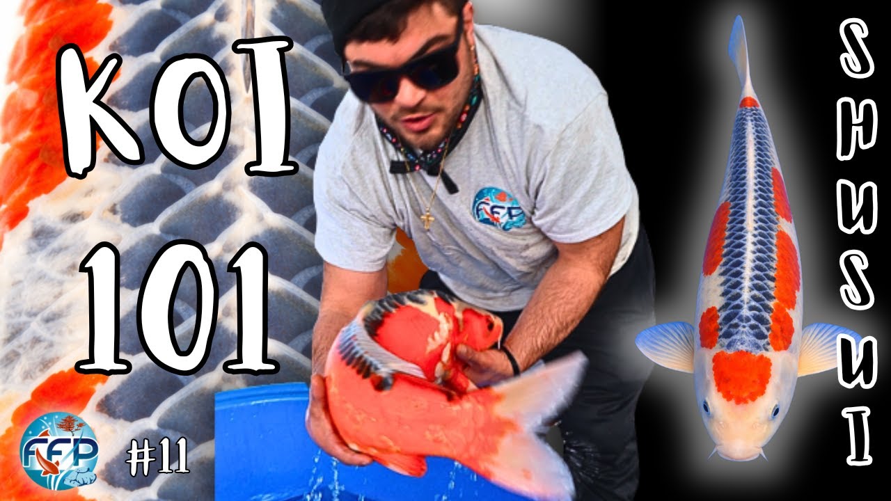 Объяснение принципа работы Шусуи | The Zipper Koi