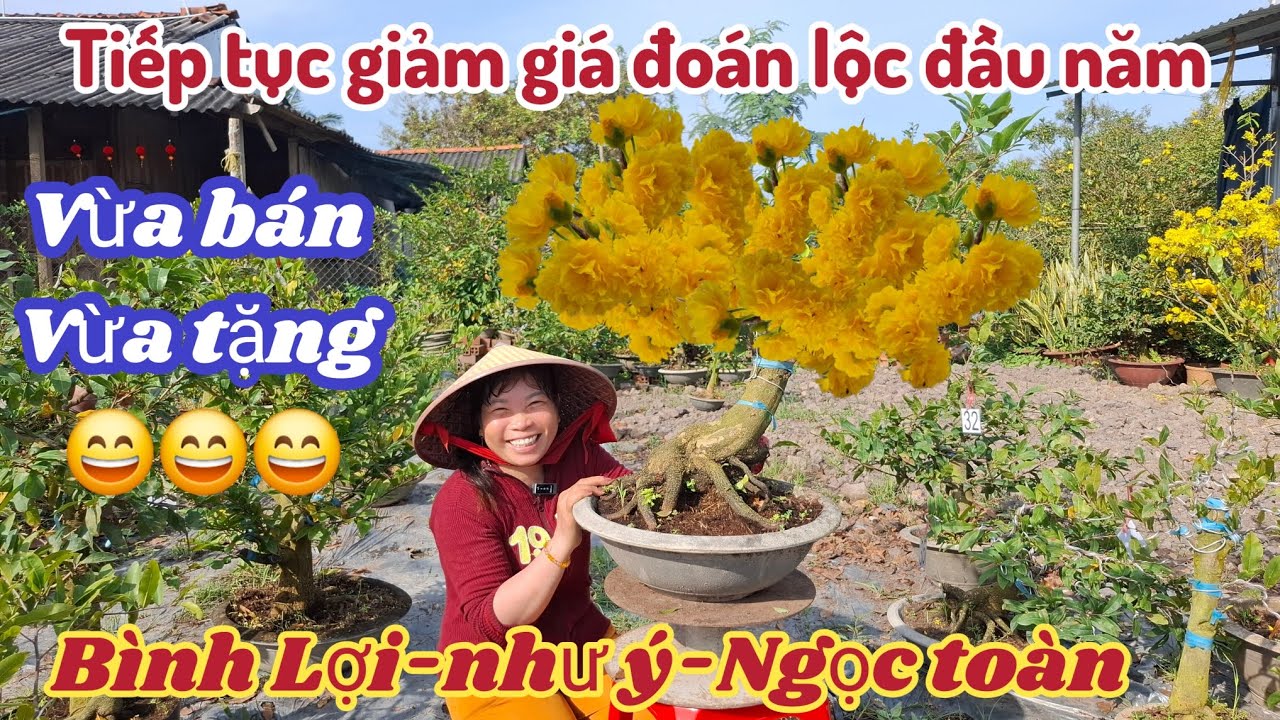 20/02/2026💥Giao lưu mai giống giá rẻ, Siêu bông bình lợi, nhụy ngọc toàn, giảo như ý 