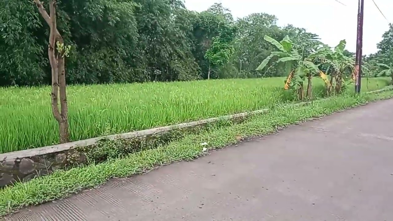 Jalan-jalan Di Pesawahan Yang Luas & Indah Part 2