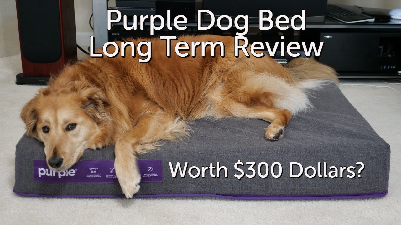 Purple Dog Bed Long Term Review. Is it Worth it?