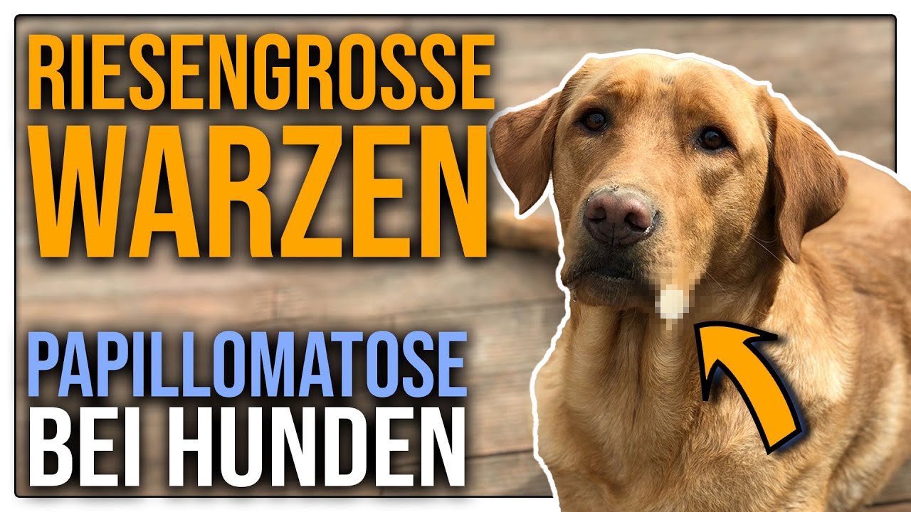 ⚠️  Hoch ansteckend! Papillome beim Hund. Gefährlich oder nur lästig? - TGH 451