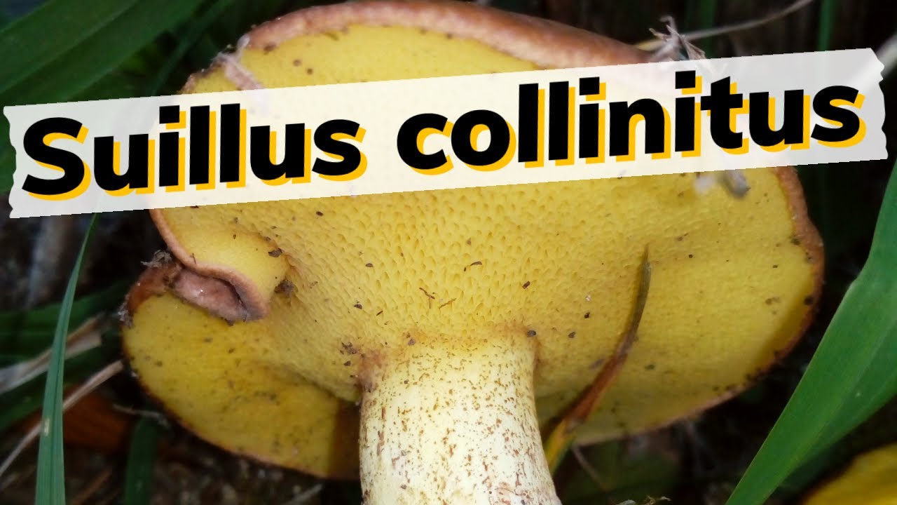 Suillus collinitus , un fungo micorrizico tipicamente associato ad alberi del genere Pinus