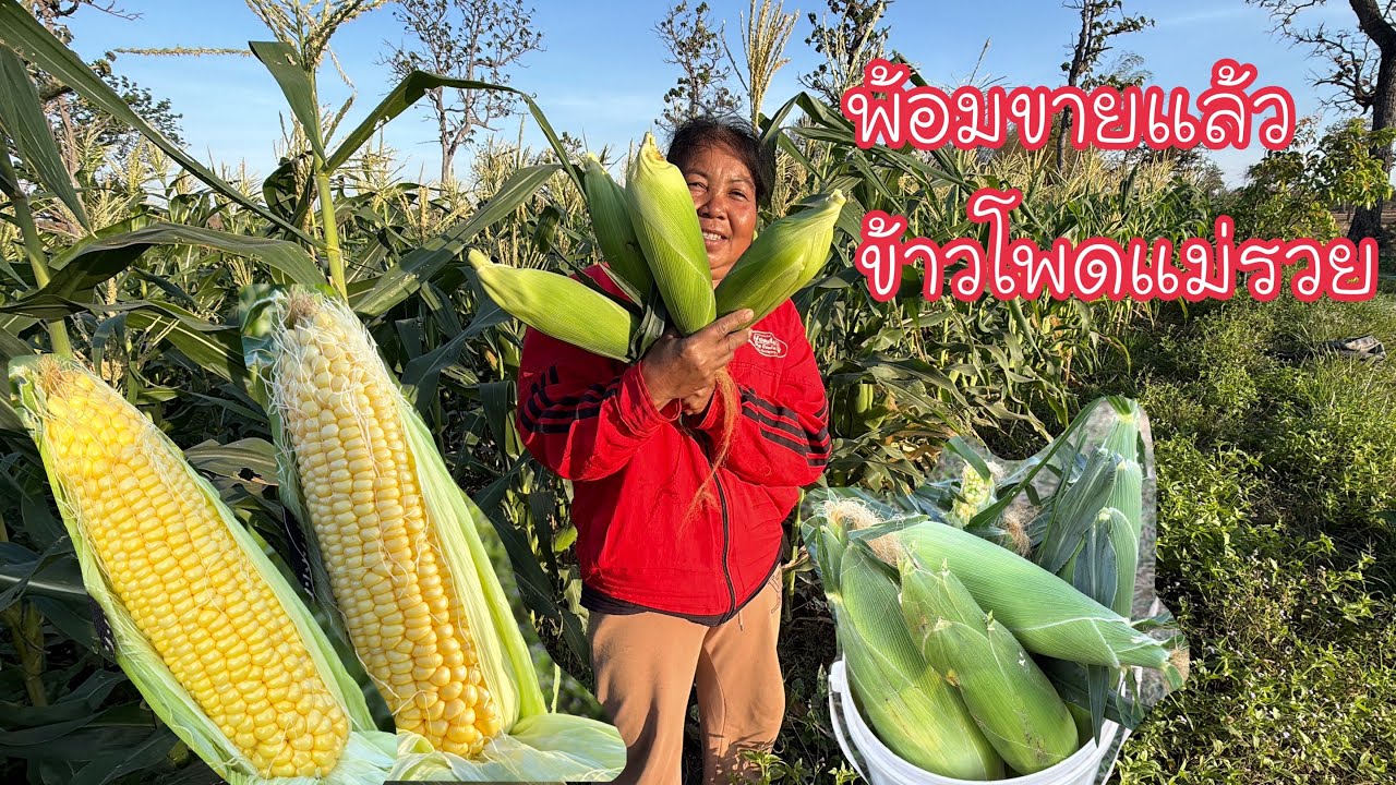 แม่รวยหักข้าวโพดหวานไปชิมก่อน//พรุ่งนี้นี้เปีดขายแล้วข้าวโพดแม่รวย