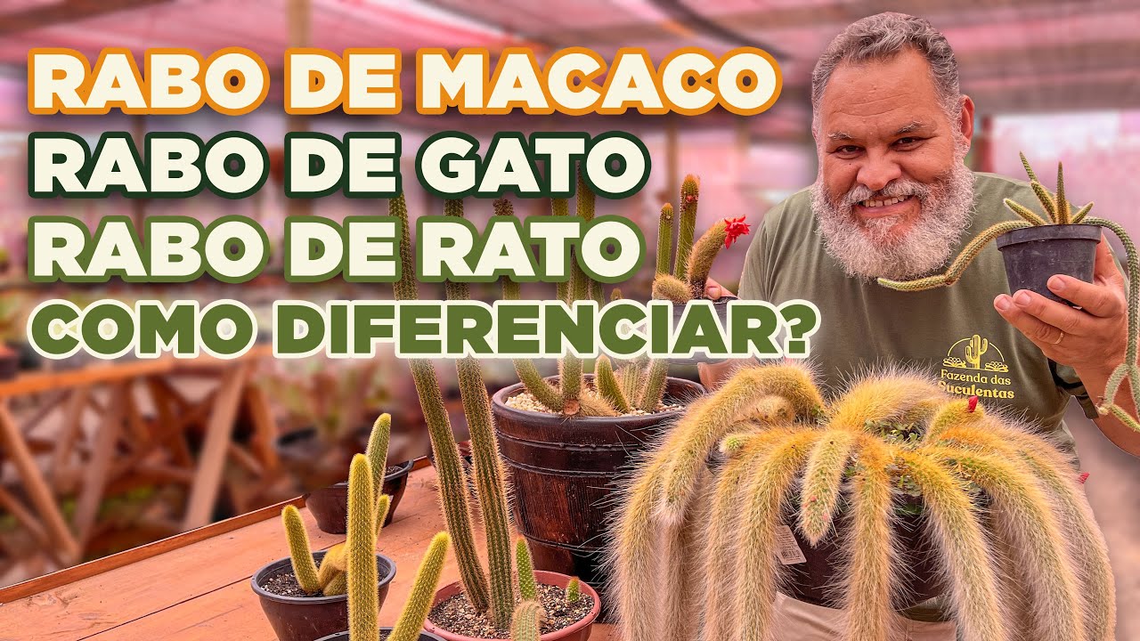 Qual a diferença entre o RABO DE MACACO, de GATO, de RAPOSA e de RATO? Como cuidar e fazer mudas