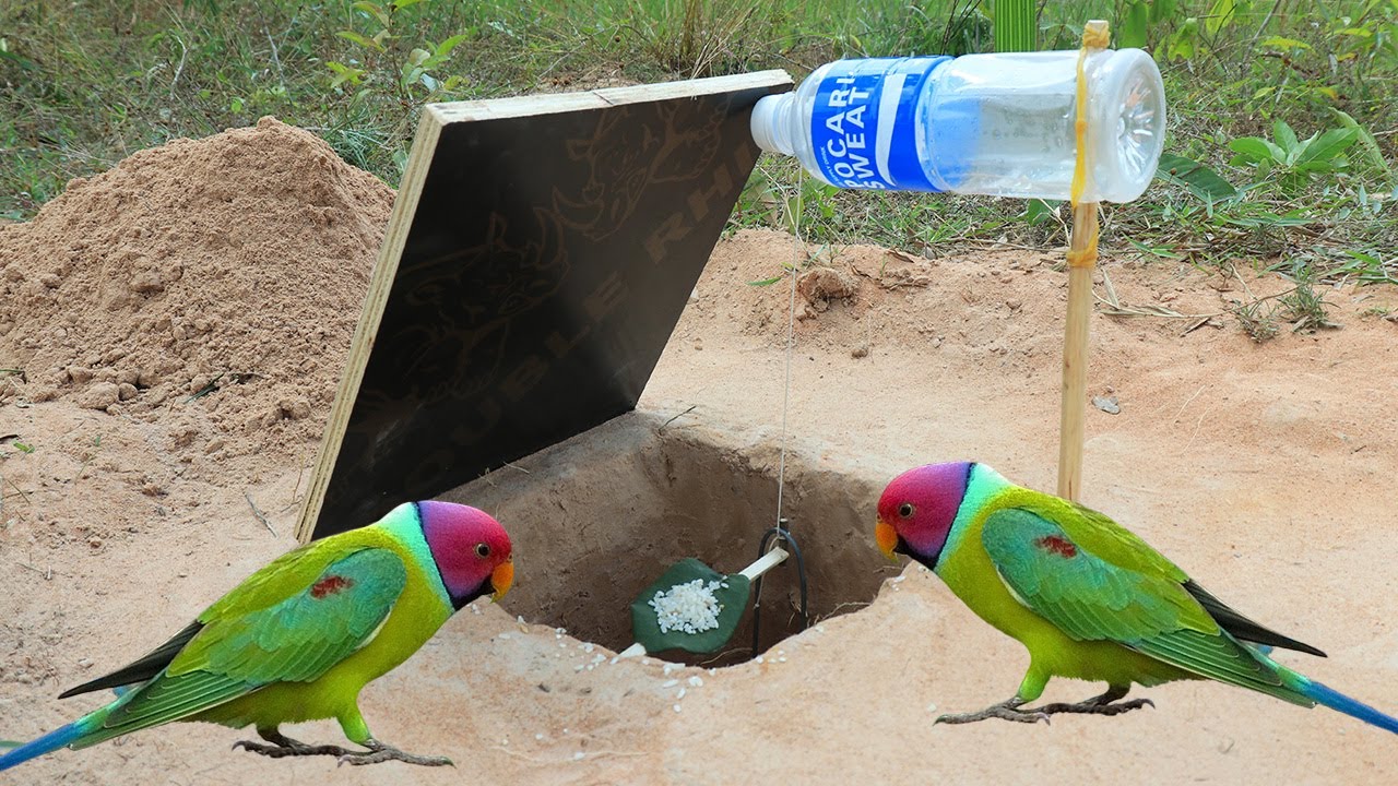Easy Unique Underground Parrot Bird Trap Using Flat Wood & Deep Hole | Parrot Trap