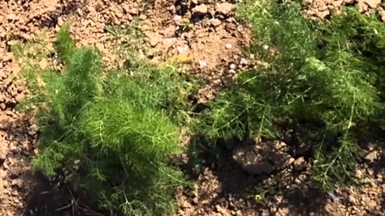 Fenchel -- Reihenabstand im Fr&uuml;hjahr