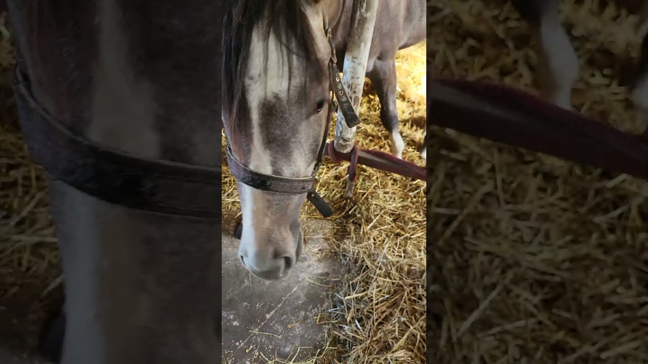 #horse #klacz