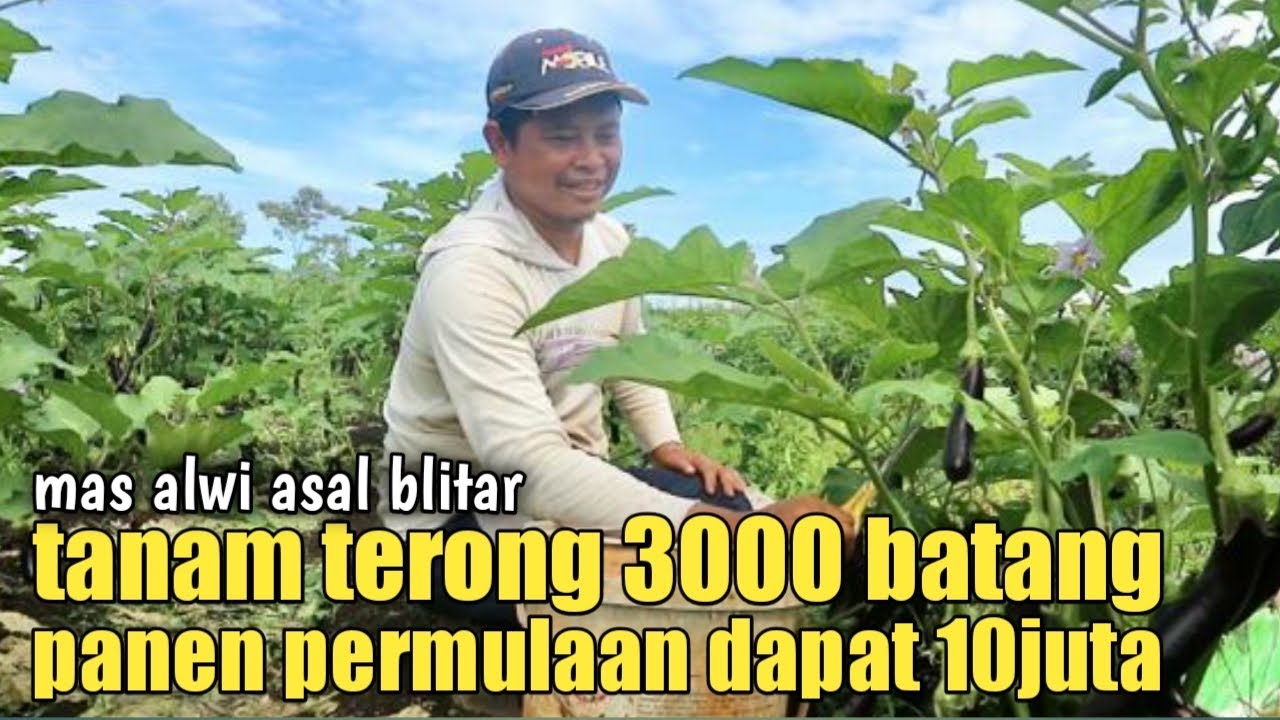 TANAM TERONG 3000BATANG MENGHASILKAN 10juta DIAWAL PANEN