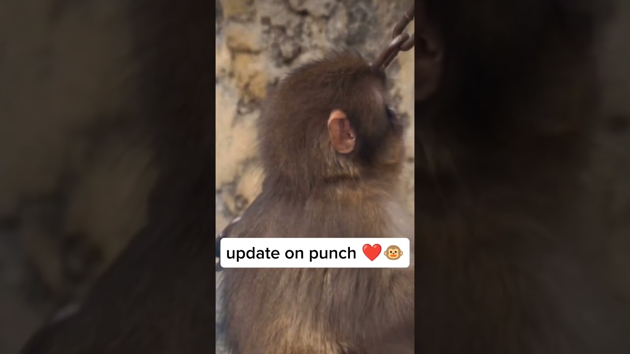Punch Is Just Chilling&hellip; And It&rsquo;s So Cute! 🐵☀️ #monkey #punchmonkey #viral