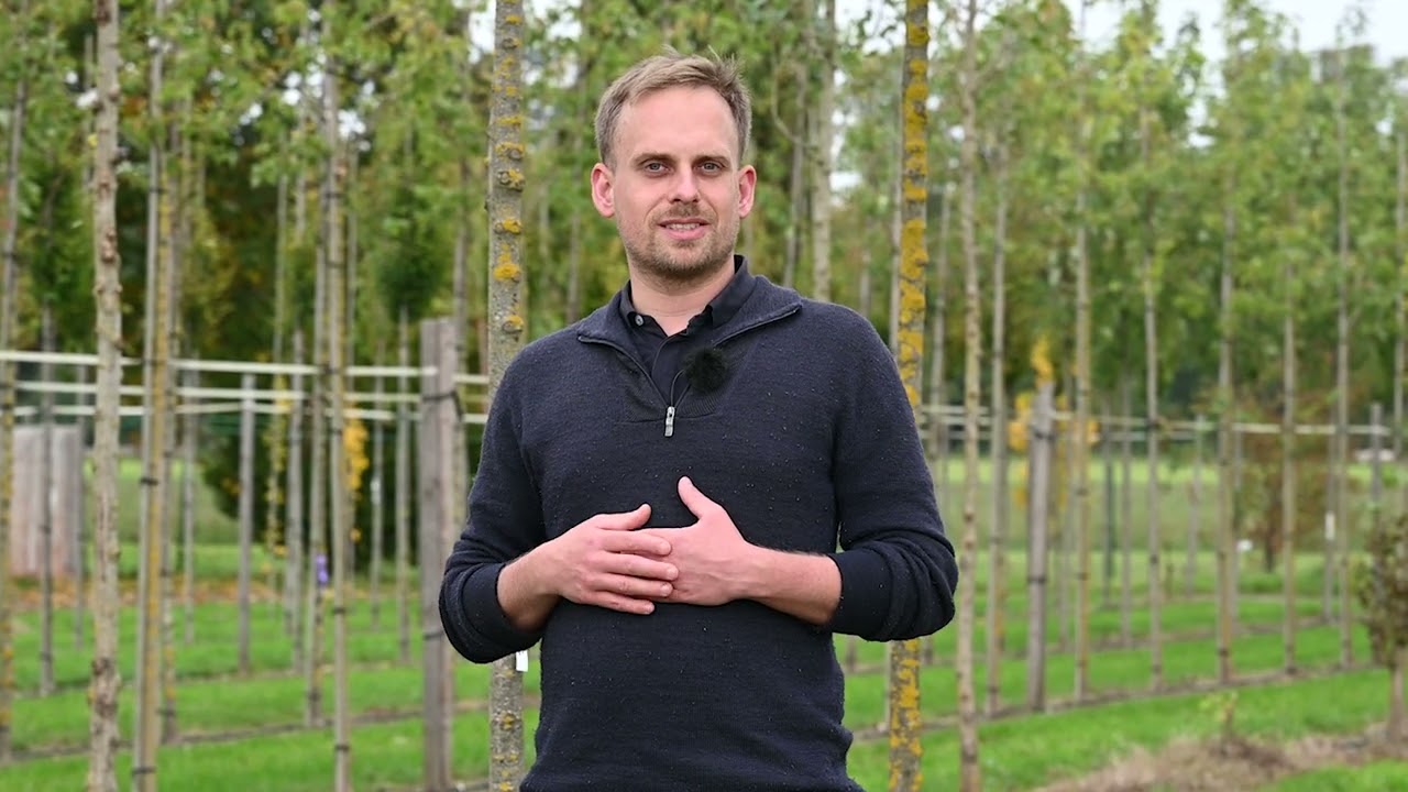 Zukunftsb&auml;ume f&uuml;r Karlsruhe: Ein Steckbrief der neuen Baumarten