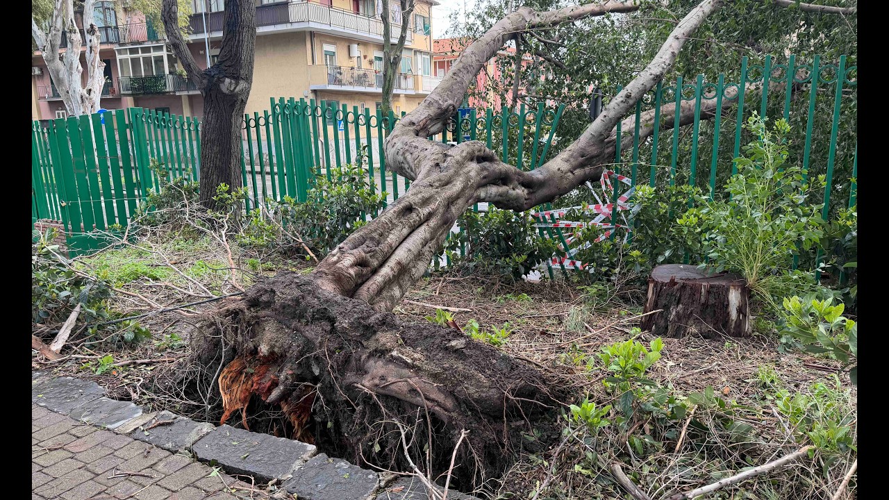 Villa Dante, crolla un albero sulla pista ciclabile esterna