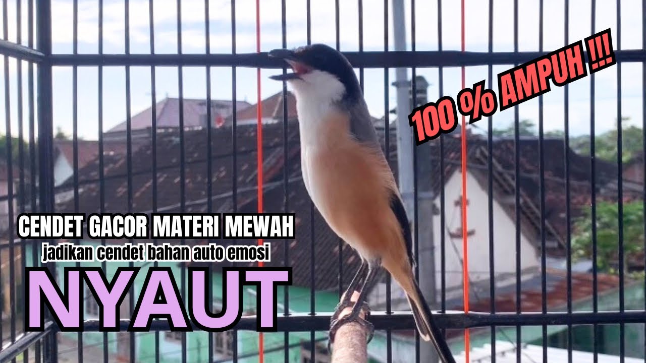 burung cendet gacor EMOSI AMPUH untuk PANCINGAN CENDET AGAR BUNYI bikin BURUNG PENTET GACOR PANJANG