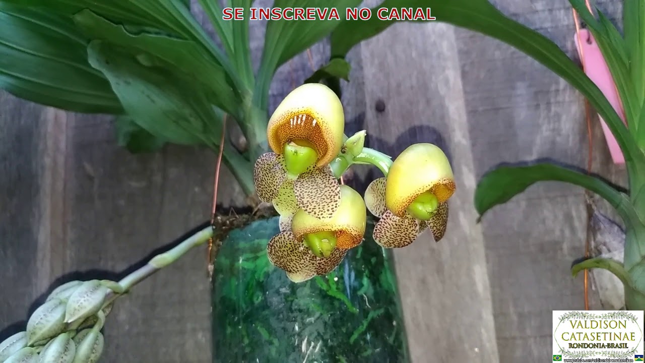 Catasetum, Mormodes ou Cycnoches, diferenças das Catasetinae