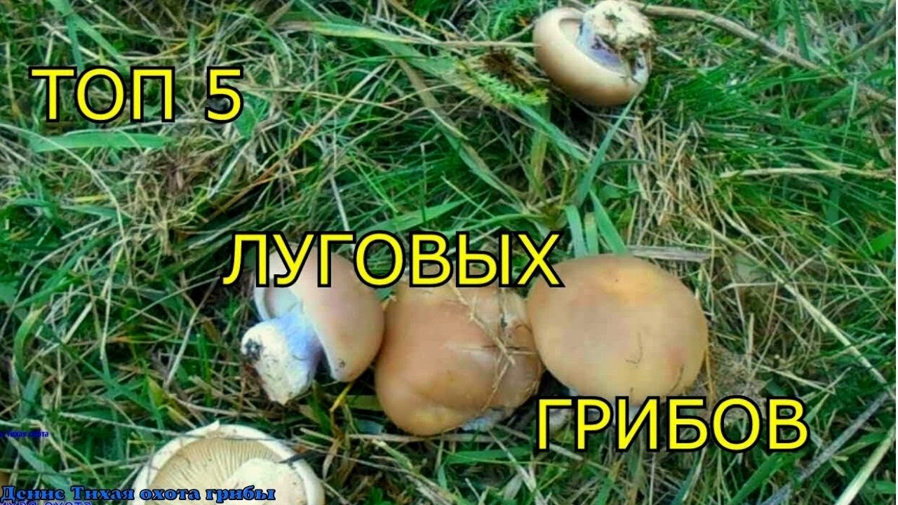 Топ 5 луговых грибов + грибной сюрприз